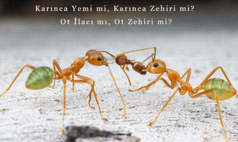karınca yemi mi zehiri mi
