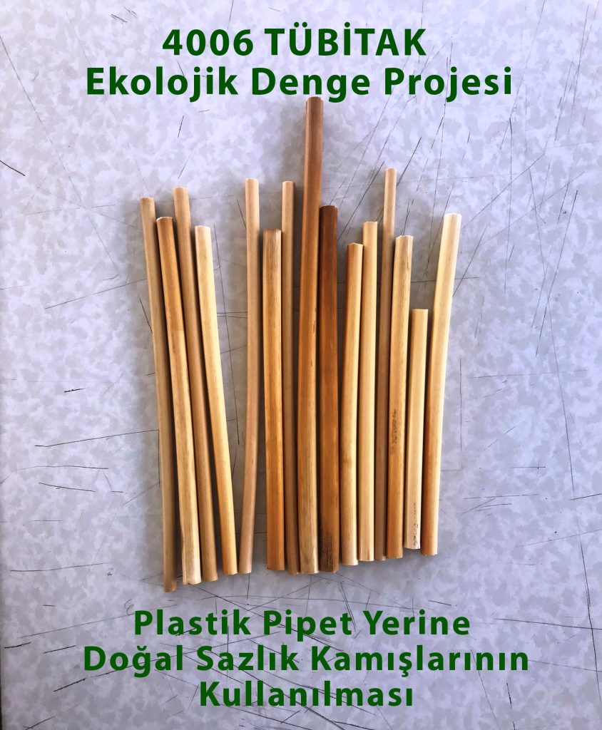Plastik Pipet Yerine Doğal Sazlık Kamışlarının Kullanılması, 4006 tübitak, ekolojik denge, projesi