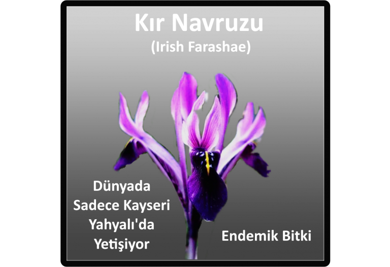 kir-navruzu-irish-farashae-yahyali-kayseri-endemik-bitki